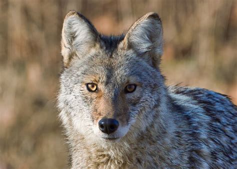 Wolf Eye Colors: The Science Behind Their Stunning Hues