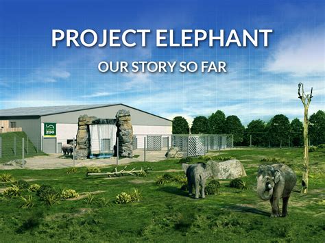 Project Elephant – Our story so far – Project Elephant | Blackpool Zoo