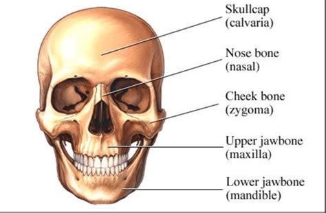 How Many Bones In The Face And Head How Many Bones In The Face And