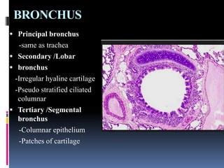 Secondary Bronchus Histology