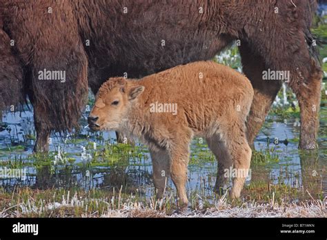 newborn bison calf stock photo alamy