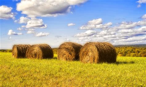 Roll Out The Hay Photograph by Pat Carosone