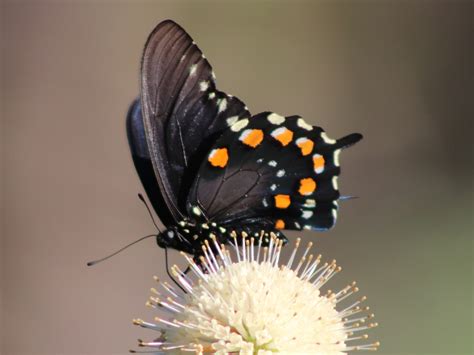 California Pipevine Swallowtail (U.S. National Park Service)