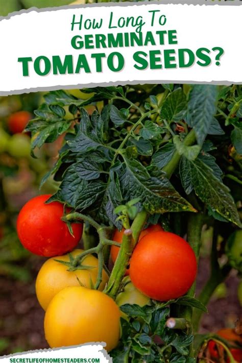 How Long To Germinate Tomato Seeds Secret Life Of Homesteaders