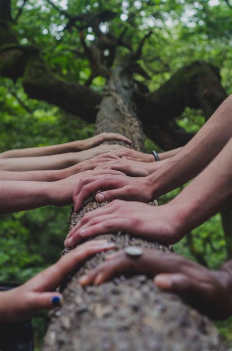 Hands On Tree Roots Collaborative