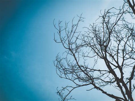 Banco De Imagens árvore Natureza Ramo Nuvem Plantar Céu Luz