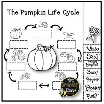 Life Cycle Of A Pumpkin Printables