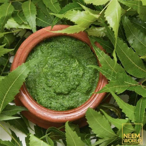 How Neem Helps you Defeat Acne and Have Healthier Skin