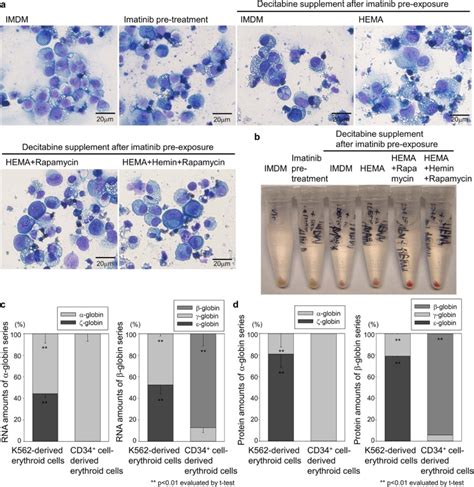 High Level Embryonic Globin Production With Efficient Erythroid