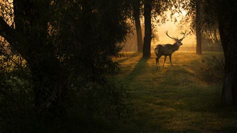 Preparing for 2020 Deer Hunting Season in Texas - Whitetail and Exotic hunting ranch in North Texas