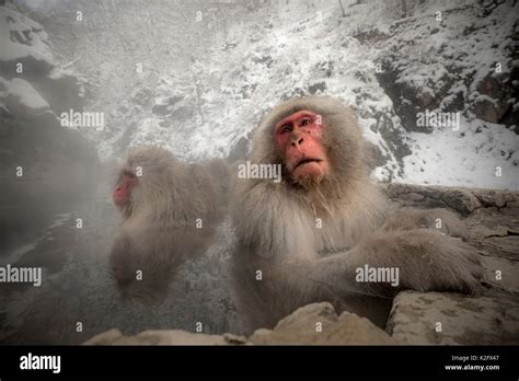 A Snow Monkey In Jigokudani Hot Springs Nakano Stock Photo Alamy