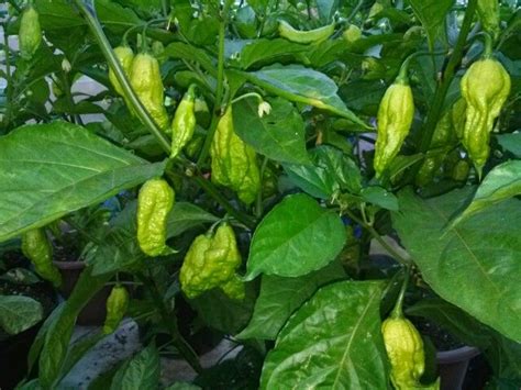 Ghost Pepper Not Ripe Yet Stuffed Peppers Ghost Peppers Vegetables