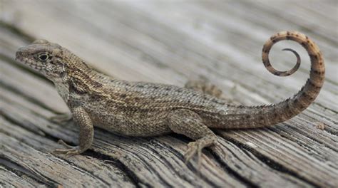 Lizard Tail Image on Wooden Table