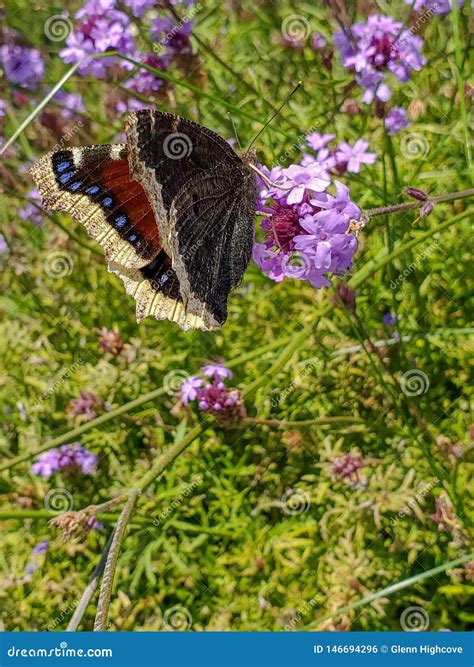 Mourning Cloak Butterfly Nymphalis Antiopa Or Camberwell Beauty On