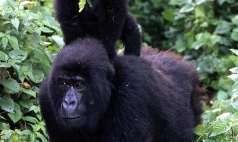 Congo Basin Wildlife Trade | Photos | WWF