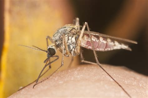 Mosquitos Macho Contra La Malaria Rtve Es