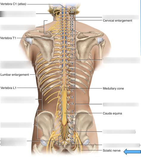 Spinal Nerve Plexuses Diagram Quizlet