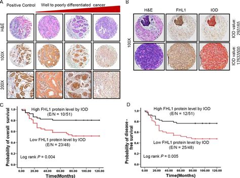 Patterns Of Fhl Gene Expression Were Investigated In Specimens Of