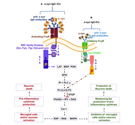 Alpha Synuclein Specific Igg Immune Complexes α Syn Igg Ics Fc