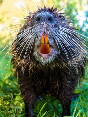 All About Beaver Teeth: The Unique Adaptations and Functions ...