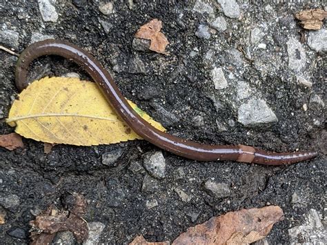 Slithering Jumping Invasive Worm Is Threat To Forests Birds And Other Wildlife National Post