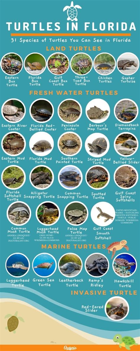 31 Florida Turtles ID Guide With Facts Chart And Photos