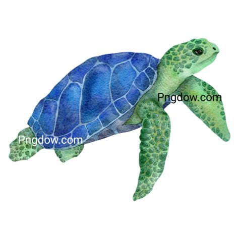 Tags - turtle transparent png - Pngdow - Png images and vectors free ...