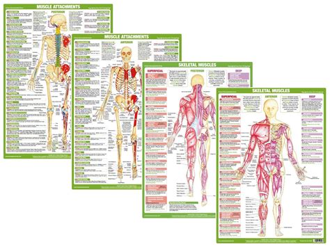 Muscle Anatomy Charts, Human Body Posters - Etsy | Muscle anatomy, Skeletal muscle, Muscle structure