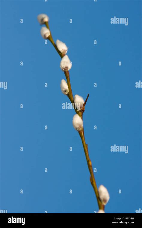 Branch Of The White Spring Pussy Willow On Blue Sky Background Stock Photo Alamy
