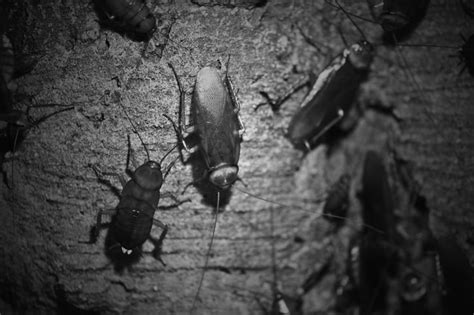 Brown Banded Cockroach Identification Prevention And Control Tips