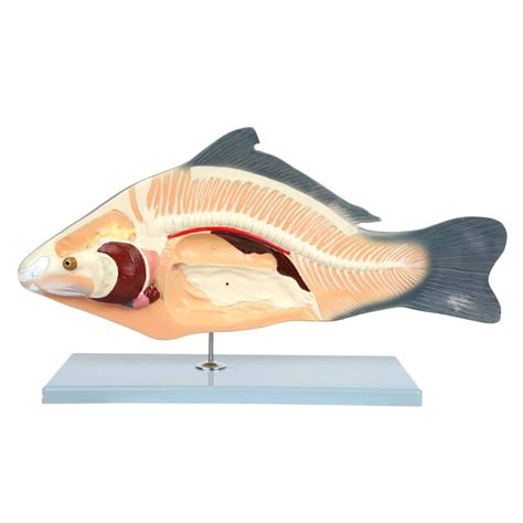 Carp Fish Anatomy Model The Science Bank