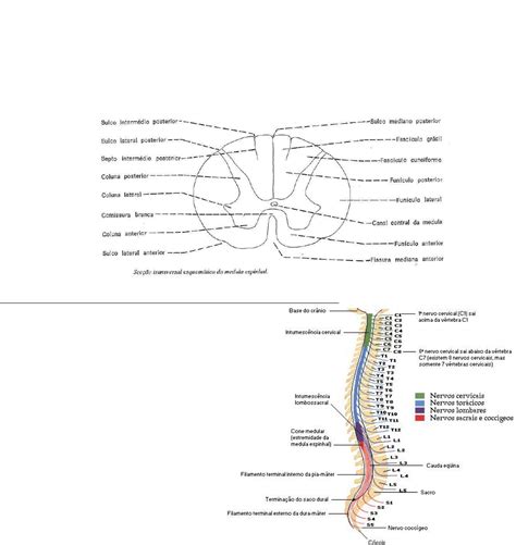 Sulcos Da Medula Espinhal