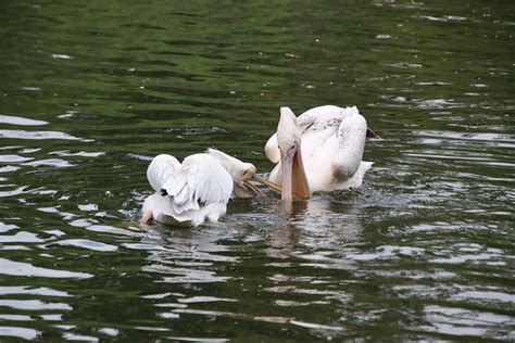 Pelícanos Aves Estanque - Foto gratis en Pixabay - Pixabay 