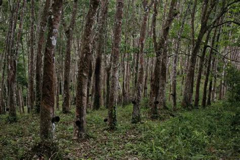 4 Daerah Penghasil Karet Terbesar Di Sumatera Utara Nomor 1 Capai 52