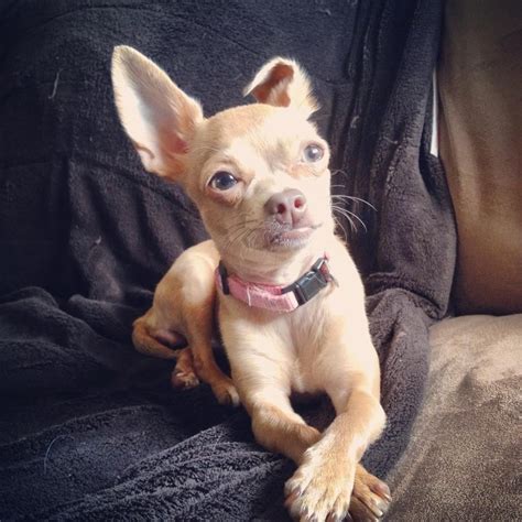 Lost Dog Chihuahua Miamisburg Oh United States 45342 Dog