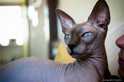 Blue Sphynx Cat Photography Cat Breeds Sphynx Cat Siamese Cats