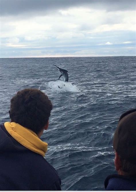 Bermagui & Merimbula Marlin Fishing Charter