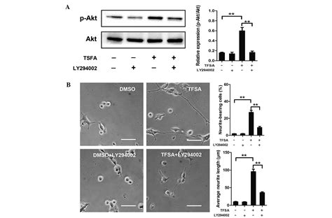 Tenuifoliside A Promotes Neurite Outgrowth In Pc12 Cells Via The Pi3k