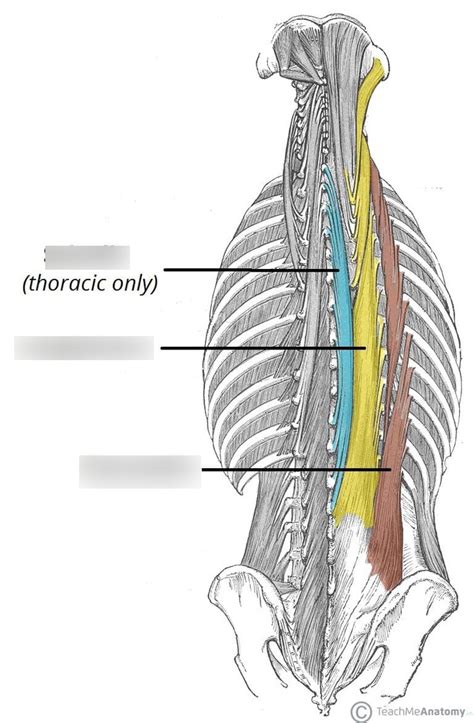 Erector Spinae Group Diagram | Quizlet