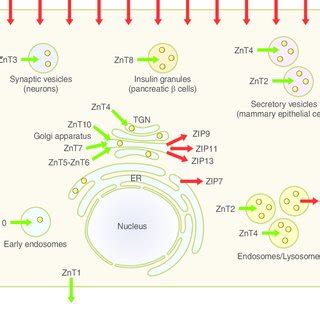 Scheme For Zinc Distribution In Cells Znt Green Arrows And Zip Red