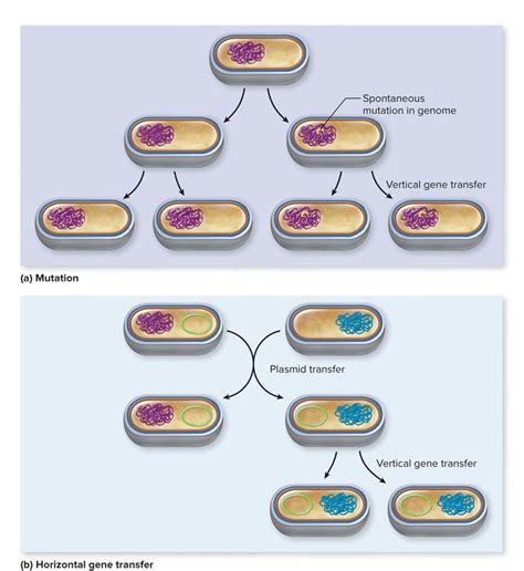 The Evolutionary Mechanisms: Vertical vs Horizontal Gene Transfer