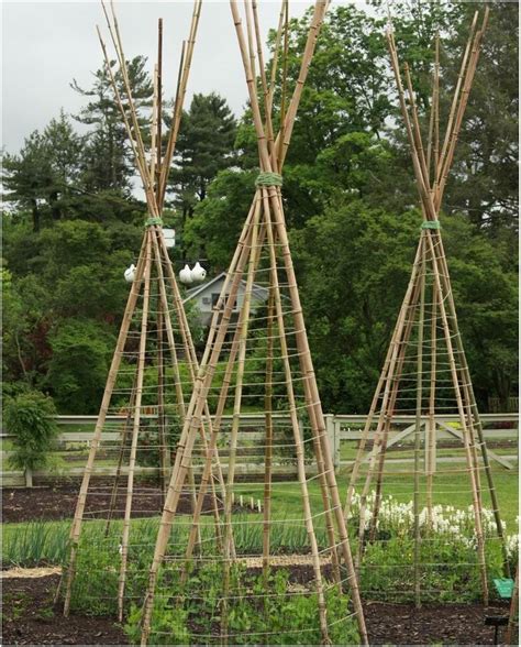 Pea And Bean Trellis Potager Garden Veggie Garden Edible Garden