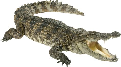 Gator clipart transparent background, Gator transparent background ...