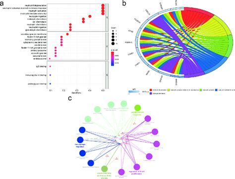 Gene Ontology Go Enrichment Analysis Of Differentially Expressed