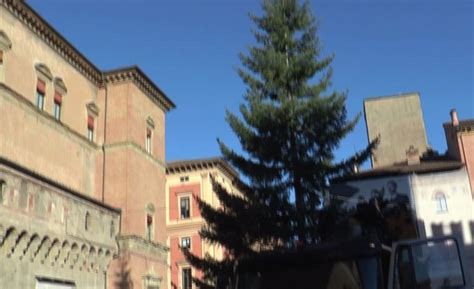 L albero di Natale è arrivato in piazza del Nettuno a Bologna