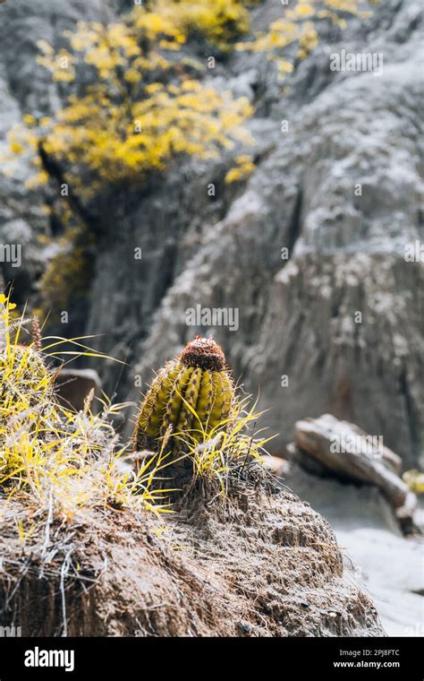 Extreme Climate And Cactuses In Tatacoa Red Desert Colombia Villavieja