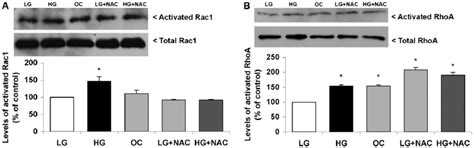 High glucose leads to Rac1 and RhoA activation in CHO.K1 cells ... 