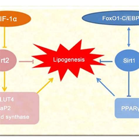 (PDF) Protein Lysine Acetylated/Deacetylated Enzymes and the Metabolism ... 