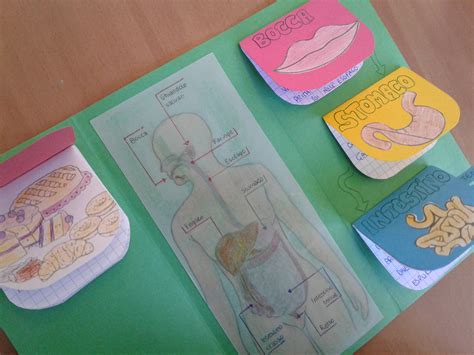 Lapbook Corpo Umano Inclusivit E Bisogni Educativi Speciali