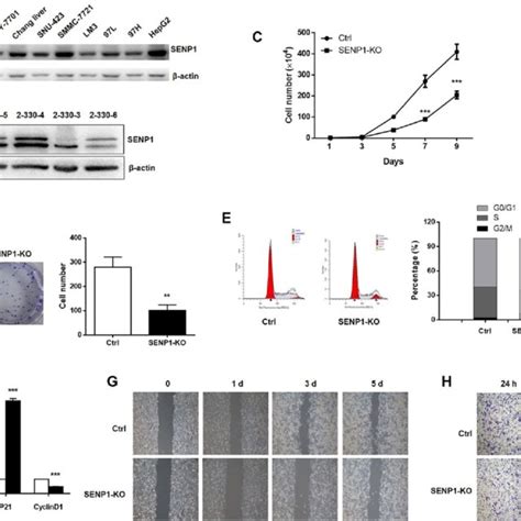 Senp1 Knockout Inhibits Cell Proliferation And Motion And Induces Cell